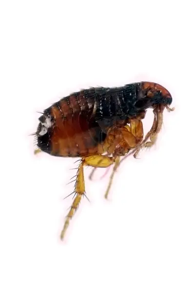 flea infestation ajax